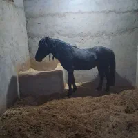 اسب پونی مخصوص کودکان