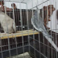 عروس هلندی