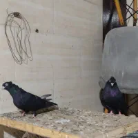 جفت زاغ آبادانی چشم نوک سفید