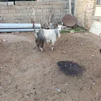 بزکبود|حیوانات مزرعه|آزادشهر, |دیوار