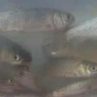 بچه امور یک بند  فقط ۴/۳۰۰ تومان