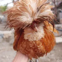 فروش مرغ وخروس کوشین و پولند تخمگذار