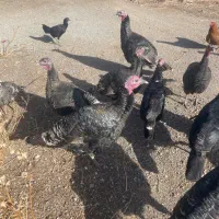 بوقلمون برنز|پرنده|قیدار, |دیوار