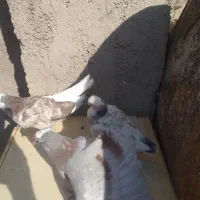 کبوتر|پرنده|پاکدشت, پاکدشت (مامازند)|دیوار