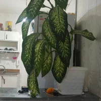 سلام گل دیفن فروشی