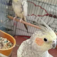 عروس هلندی|پرنده|قم, علی آباد|دیوار