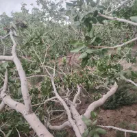 کارگر ساده در باغ کشاورزی
