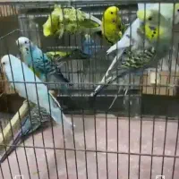 مرغ عشق انگلیسی وپروانه ای ورینبو وکاکلی واسپانگل|پرنده|اصفهان, کنگاز|دیوار