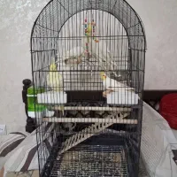 عروس هلندی  و برزیلی|پرنده|ری, سیزده آبان|دیوار