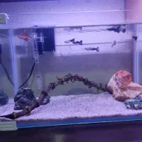 آکواریوم  مینیمال