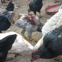 فقط فروش تخم مرغ.نطفه دار به ضمانت|حیوانات مزرعه|فاضل آباد, |دیوار