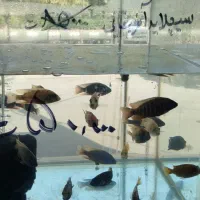 ماهی  گوشتخوار و گیاهخوار زینتی درشت فقط 50000ت|ماهی|مشهد, بهاران|دیوار