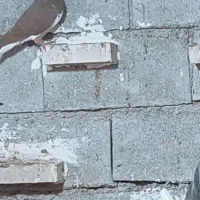 سیدی گم شده|حیوانات|شوشتر, |دیوار