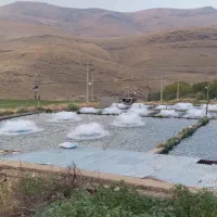 اجاره پرورش ماهی