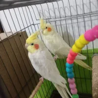 عروس هلندی جفت سخنگو زیره قیمت