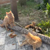 دنبال سرپرست برای بچه گربه سه ماهه|گربه|بابلسر, |دیوار