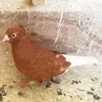 کفتر جفتگاه و قفس