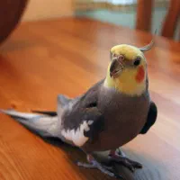 خریدار عروس هلندی ماده