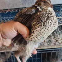 بلدرچین نر و ماده بالغ