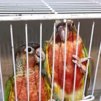 فروش طوطی گرینچیک ،تراکوییس،خورشیدی