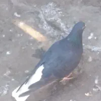 دوتا دم سفید تمیز و بدون پر یا دم رخ مغبول