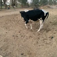 فروش دو عدد نر گاو چاق گوشتی