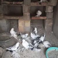 کبوتر|پرنده|آذرشهر, |دیوار