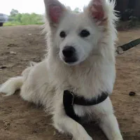 سگ پا کوتاه|سگ|لاهیجان, بازکیاگوراب|دیوار