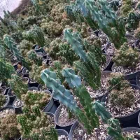 گیاه کاج مطبق|خدمات باغبانی و درختکاری|مراغه, |دیوار