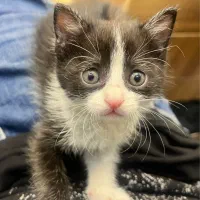 بچه گربه DSH مشکی گمشده