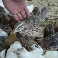 بلدرچین گوشتی وتخم گزار