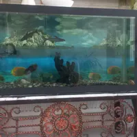اکواریوم