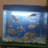 ماهی گلدفیش کالیکو|ماهی|بومهن, |دیوار