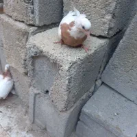 فروش ۳عددجوجه