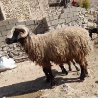 قوچ|حیوانات مزرعه|شیراز, محمدیه|دیوار