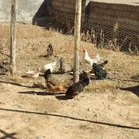 مرغ محلی سالم خوب با بهترین قیمت|حیوانات مزرعه|پاتاوه, |دیوار