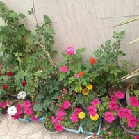 نگهداری و قبول گل و گیاه|گل و گیاه طبیعی|اصفهان, باغ فدک|دیوار