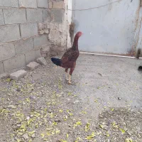 جوجه مرغ و خروس لاری ۶ماه|حیوانات مزرعه|تربت جام, میان جام|دیوار