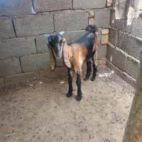 چپش کهر نر