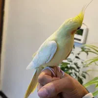 عروس هلندی پاریس ملنگو مرغ مینا طوطی|پرنده|شاهینشهر, فردوسی|دیوار