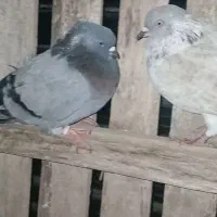 ۲ عدد کبوتر نر