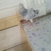 کبوتر کوهی دم سفید نر