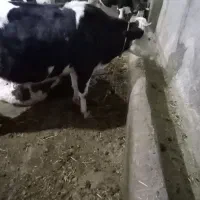 گاو آبستن ۴۵ روز مونده به زایمان|حیوانات مزرعه|نیر (اردبیل), |دیوار