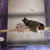 سهره نر کاملا سالم و رام،بخون