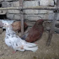 کبوترزیباوکمیاب|پرنده|ابهر, |دیوار