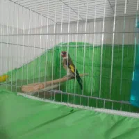 سهره تک و تعداد