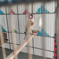 سیره کرمانشاه نر و ماده کار داده به شرط