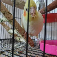 عروس هلندی|پرنده|مبارکه, |دیوار