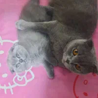 واگذاری گربه اسکاتیش|گربه|کرمان, |دیوار