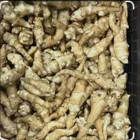 یارماسی شلغم یا سیب زمینی  برای ترشی و شور|خوردنی و آشامیدنی|رشت, پیرسرا|دیوار